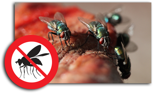 flies-control